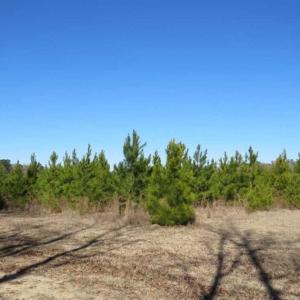 Photo of 110 Acres of Farm and Timber Land For Sale in Columbus County NC!