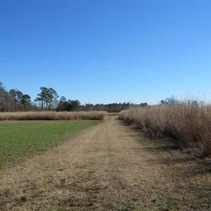 Photo of 110 Acres of Farm and Timber Land For Sale in Columbus County NC!