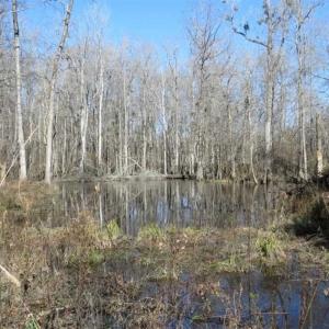 Photo of 110 Acres of Farm and Timber Land For Sale in Columbus County NC!