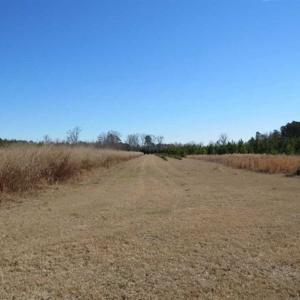 Photo of 110 Acres of Farm and Timber Land For Sale in Columbus County NC!