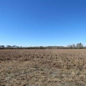 Photo of 110 Acres of Farm and Timber Land For Sale in Columbus County NC!
