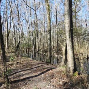 Photo of 110 Acres of Farm and Timber Land For Sale in Columbus County NC!