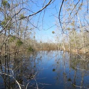 Photo of 110 Acres of Farm and Timber Land For Sale in Columbus County NC!