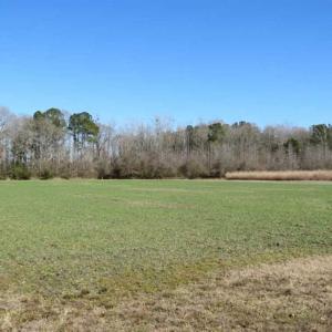 Photo of 110 Acres of Farm and Timber Land For Sale in Columbus County NC!
