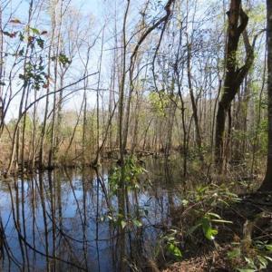 Photo of 110 Acres of Farm and Timber Land For Sale in Columbus County NC!