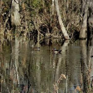 Photo of 110 Acres of Farm and Timber Land For Sale in Columbus County NC!
