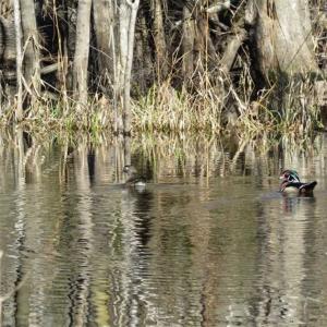 Photo of 110 Acres of Farm and Timber Land For Sale in Columbus County NC!