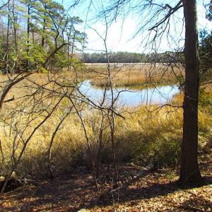 Photo of 47 Acres on Deep Water Tidal Waters in Isle of Wight County Virginia!