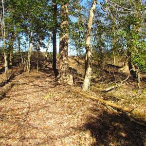 Photo of 47 Acres on Deep Water Tidal Waters in Isle of Wight County Virginia!