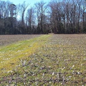 Photo of 47 Acres on Deep Water Tidal Waters in Isle of Wight County Virginia!