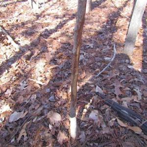 Photo of 47 Acres on Deep Water Tidal Waters in Isle of Wight County Virginia!