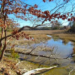 Photo of 47 Acres on Deep Water Tidal Waters in Isle of Wight County Virginia!