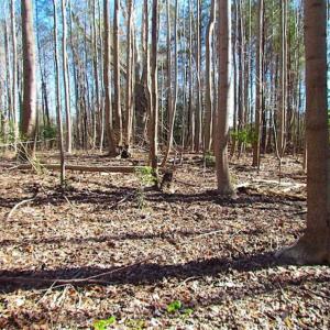 Photo of 47 Acres on Deep Water Tidal Waters in Isle of Wight County Virginia!