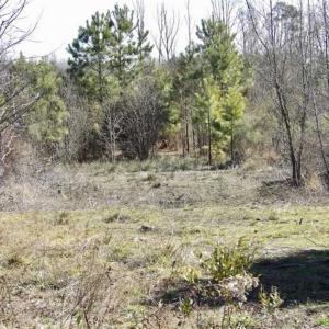 Photo of 35 acres of Hunting and Recreational Land For Sale in Isle of Wight County, VA!