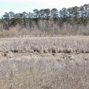 Photo of 35 acres of Hunting and Recreational Land For Sale in Isle of Wight County, VA!