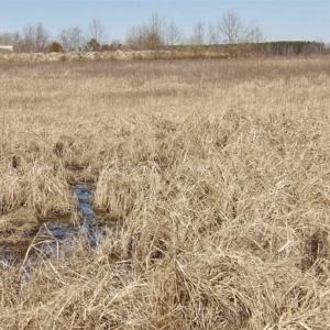 Photo of 35 acres of Hunting and Recreational Land For Sale in Isle of Wight County, VA!