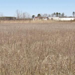 Photo of 35 acres of Hunting and Recreational Land For Sale in Isle of Wight County, VA!
