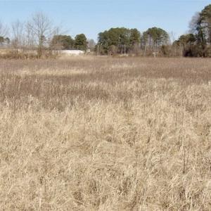 Photo of 35 acres of Hunting and Recreational Land For Sale in Isle of Wight County, VA!