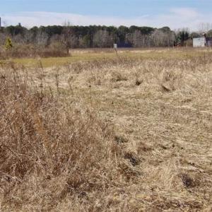 Photo of 35 acres of Hunting and Recreational Land For Sale in Isle of Wight County, VA!