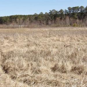 Photo of 35 acres of Hunting and Recreational Land For Sale in Isle of Wight County, VA!