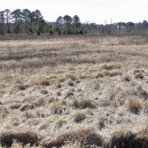Photo of 35 acres of Hunting and Recreational Land For Sale in Isle of Wight County, VA!