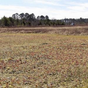 Photo of 35 acres of Hunting and Recreational Land For Sale in Isle of Wight County, VA!