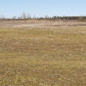 Photo of 35 acres of Hunting and Recreational Land For Sale in Isle of Wight County, VA!