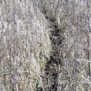 Photo of 35 acres of Hunting and Recreational Land For Sale in Isle of Wight County, VA!