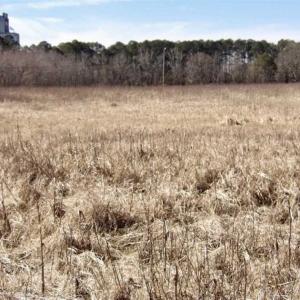 Photo of 35 acres of Hunting and Recreational Land For Sale in Isle of Wight County, VA!