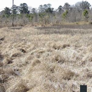 Photo of 35 acres of Hunting and Recreational Land For Sale in Isle of Wight County, VA!