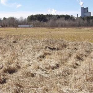 Photo of 35 acres of Hunting and Recreational Land For Sale in Isle of Wight County, VA!