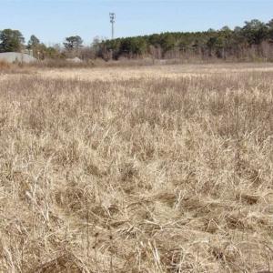Photo of 35 acres of Hunting and Recreational Land For Sale in Isle of Wight County, VA!