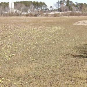 Photo of 35 acres of Hunting and Recreational Land For Sale in Isle of Wight County, VA!