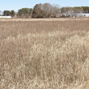 Photo of 35 acres of Hunting and Recreational Land For Sale in Isle of Wight County, VA!