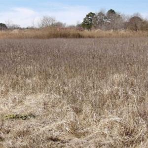 Photo of 35 acres of Hunting and Recreational Land For Sale in Isle of Wight County, VA!