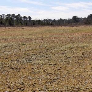 Photo of 35 acres of Hunting and Recreational Land For Sale in Isle of Wight County, VA!