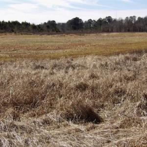 Photo of 35 acres of Hunting and Recreational Land For Sale in Isle of Wight County, VA!