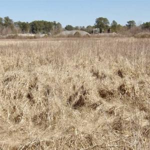 Photo of 35 acres of Hunting and Recreational Land For Sale in Isle of Wight County, VA!