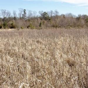 Photo of 35 acres of Hunting and Recreational Land For Sale in Isle of Wight County, VA!