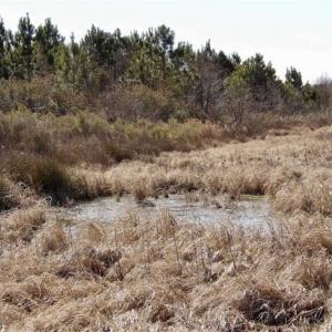 Photo of 35 acres of Hunting and Recreational Land For Sale in Isle of Wight County, VA!