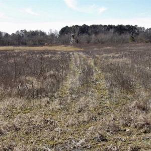 Photo of 35 acres of Hunting and Recreational Land For Sale in Isle of Wight County, VA!