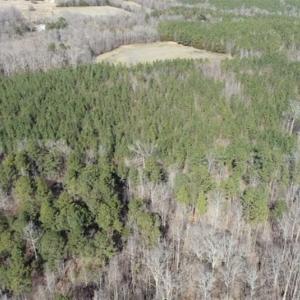 Photo of 21.87 + / - ac Timberland / Farmland for Sale in Chatham County, NC