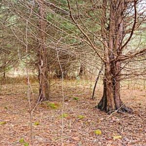Photo of 21.87 + / - ac Timberland / Farmland for Sale in Chatham County, NC
