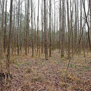 Photo of 21.87 + / - ac Timberland / Farmland for Sale in Chatham County, NC