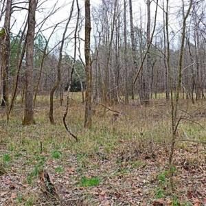 Photo of 21.87 + / - ac Timberland / Farmland for Sale in Chatham County, NC