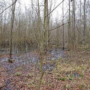 Photo of 21.87 + / - ac Timberland / Farmland for Sale in Chatham County, NC