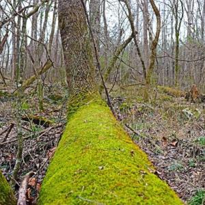 Photo of 21.87 + / - ac Timberland / Farmland for Sale in Chatham County, NC
