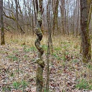 Photo of 21.87 + / - ac Timberland / Farmland for Sale in Chatham County, NC