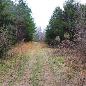 Photo of 21.87 + / - ac Timberland / Farmland for Sale in Chatham County, NC