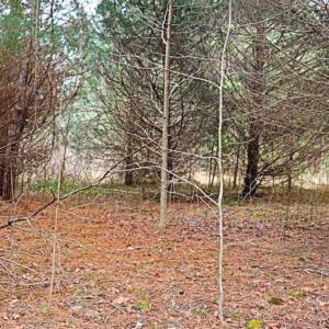Photo of 21.87 + / - ac Timberland / Farmland for Sale in Chatham County, NC